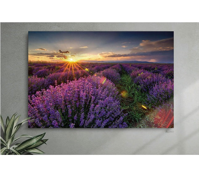 Cuadro Decorativo Lavanda - Multicolor
